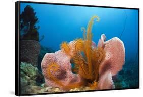 Sponge and Crinoid on a Coral Reef-Reinhard Dirscherl-Framed Stretched Canvas