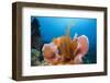 Sponge and Crinoid on a Coral Reef-Reinhard Dirscherl-Framed Premium Photographic Print