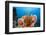 Sponge and Crinoid on a Coral Reef-Reinhard Dirscherl-Framed Premium Photographic Print