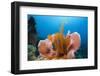 Sponge and Crinoid on a Coral Reef-Reinhard Dirscherl-Framed Premium Photographic Print