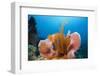 Sponge and Crinoid on a Coral Reef-Reinhard Dirscherl-Framed Premium Photographic Print