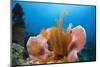 Sponge and Crinoid on a Coral Reef-Reinhard Dirscherl-Mounted Premium Photographic Print