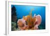 Sponge and Crinoid on a Coral Reef-Reinhard Dirscherl-Framed Photographic Print