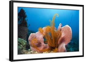 Sponge and Crinoid on a Coral Reef-Reinhard Dirscherl-Framed Photographic Print