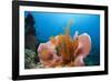 Sponge and Crinoid on a Coral Reef-Reinhard Dirscherl-Framed Photographic Print