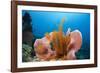 Sponge and Crinoid on a Coral Reef-Reinhard Dirscherl-Framed Photographic Print