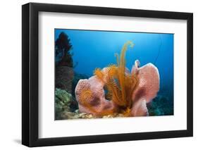 Sponge and Crinoid on a Coral Reef-Reinhard Dirscherl-Framed Photographic Print