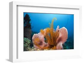 Sponge and Crinoid on a Coral Reef-Reinhard Dirscherl-Framed Photographic Print