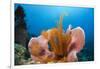 Sponge and Crinoid on a Coral Reef-Reinhard Dirscherl-Framed Photographic Print