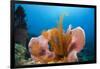 Sponge and Crinoid on a Coral Reef-Reinhard Dirscherl-Framed Photographic Print