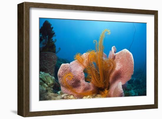 Sponge and Crinoid on a Coral Reef-Reinhard Dirscherl-Framed Photographic Print