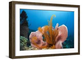 Sponge and Crinoid on a Coral Reef-Reinhard Dirscherl-Framed Photographic Print