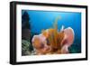 Sponge and Crinoid on a Coral Reef-Reinhard Dirscherl-Framed Photographic Print