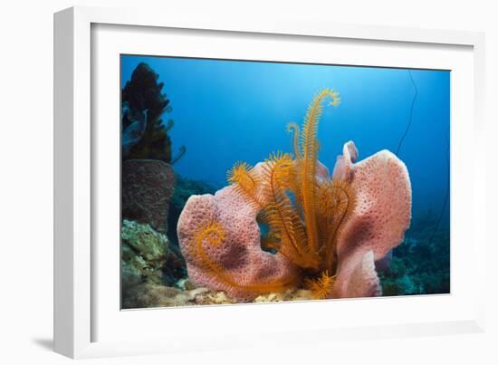 Sponge and Crinoid on a Coral Reef-Reinhard Dirscherl-Framed Photographic Print