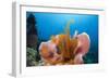 Sponge and Crinoid on a Coral Reef-Reinhard Dirscherl-Framed Photographic Print