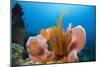 Sponge and Crinoid on a Coral Reef-Reinhard Dirscherl-Mounted Photographic Print