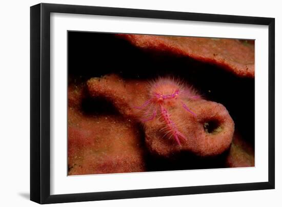 Sponge Crab or Squat Lobster (Lauriea Siagiani), Komodo National Park, Indian Ocean.-Reinhard Dirscherl-Framed Photographic Print