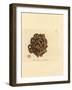 Sponge, Haliclona Cinerea (Cancellated Sponge, Spongia Cancellata). Handcoloured Copperplate Engrav-James Sowerby-Framed Giclee Print