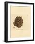 Sponge, Haliclona Cinerea (Cancellated Sponge, Spongia Cancellata). Handcoloured Copperplate Engrav-James Sowerby-Framed Giclee Print