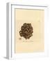 Sponge, Haliclona Cinerea (Cancellated Sponge, Spongia Cancellata). Handcoloured Copperplate Engrav-James Sowerby-Framed Giclee Print