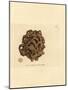 Sponge, Haliclona Cinerea (Cancellated Sponge, Spongia Cancellata). Handcoloured Copperplate Engrav-James Sowerby-Mounted Giclee Print