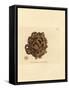 Sponge, Haliclona Cinerea (Cancellated Sponge, Spongia Cancellata). Handcoloured Copperplate Engrav-James Sowerby-Framed Stretched Canvas