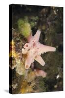 Sponge in Jellyfish Lake, Micronesia, Palau-Reinhard Dirscherl-Stretched Canvas