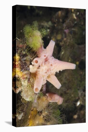 Sponge in Jellyfish Lake, Micronesia, Palau-Reinhard Dirscherl-Stretched Canvas