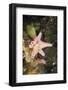 Sponge in Jellyfish Lake, Micronesia, Palau-Reinhard Dirscherl-Framed Photographic Print