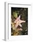 Sponge in Jellyfish Lake, Micronesia, Palau-Reinhard Dirscherl-Framed Photographic Print