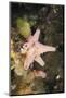 Sponge in Jellyfish Lake, Micronesia, Palau-Reinhard Dirscherl-Mounted Photographic Print