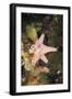 Sponge in Jellyfish Lake, Micronesia, Palau-Reinhard Dirscherl-Framed Photographic Print