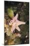 Sponge in Jellyfish Lake, Micronesia, Palau-Reinhard Dirscherl-Mounted Photographic Print