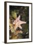 Sponge in Jellyfish Lake, Micronesia, Palau-Reinhard Dirscherl-Framed Photographic Print