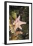 Sponge in Jellyfish Lake, Micronesia, Palau-Reinhard Dirscherl-Framed Photographic Print