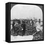 Sponge Market, Key West Harbour, Florida, USA, C1900-null-Framed Stretched Canvas