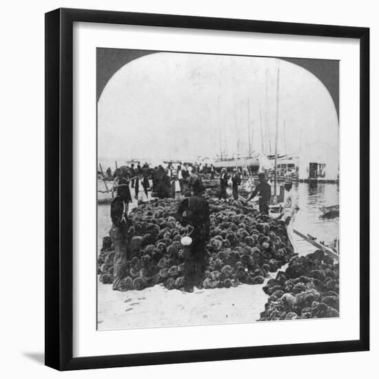 Sponge Market, Key West Harbour, Florida, USA, C1900-null-Framed Photographic Print