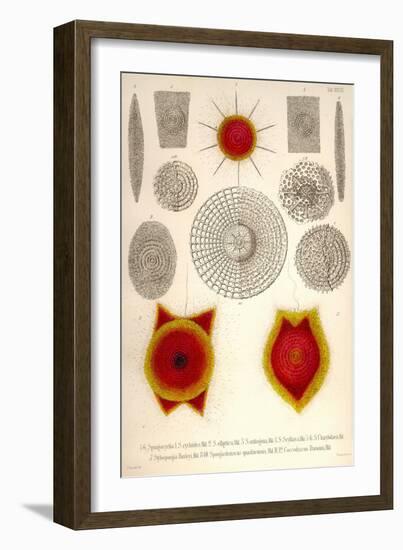 Sponge Type Radiolaria and Coccodiscus Darwinii-Ernst Haeckel-Framed Art Print