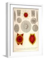 Sponge Type Radiolaria and Coccodiscus Darwinii-Ernst Haeckel-Framed Art Print