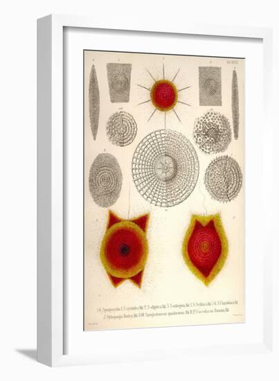 Sponge Type Radiolaria and Coccodiscus Darwinii-Ernst Haeckel-Framed Art Print