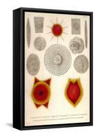 Sponge Type Radiolaria and Coccodiscus Darwinii-Ernst Haeckel-Framed Stretched Canvas