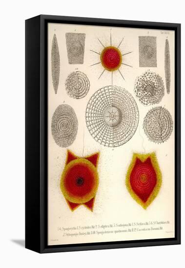 Sponge Type Radiolaria and Coccodiscus Darwinii-Ernst Haeckel-Framed Stretched Canvas