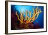 Sponge-null-Framed Photographic Print