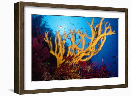 Sponge-null-Framed Photographic Print