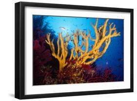 Sponge-null-Framed Photographic Print