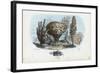 Sponges, 1863-79-Raimundo Petraroja-Framed Giclee Print