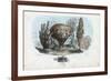 Sponges, 1863-79-Raimundo Petraroja-Framed Giclee Print