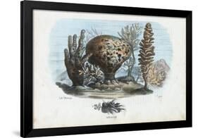 Sponges, 1863-79-Raimundo Petraroja-Framed Giclee Print