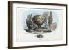 Sponges, 1863-79-Raimundo Petraroja-Framed Giclee Print