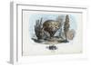 Sponges, 1863-79-Raimundo Petraroja-Framed Giclee Print